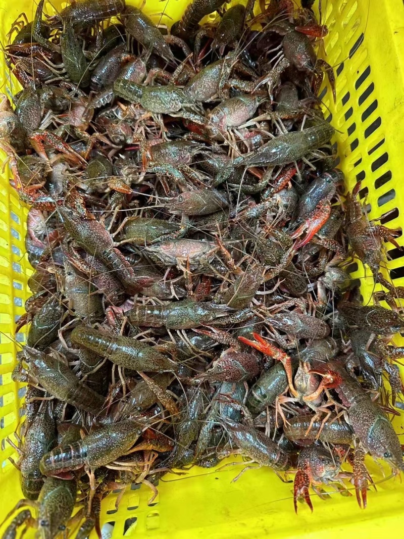 潜江小龙虾