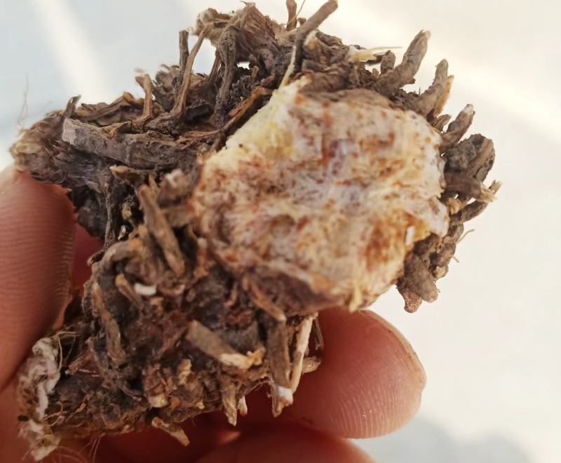北苍术朱砂点干货，产地直发，优质干货，货源充足，欢迎致电
