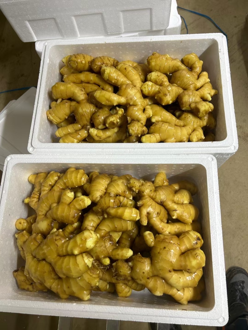 山东精品生姜大量出窖水洗加工规格齐全欢迎咨询姜厂