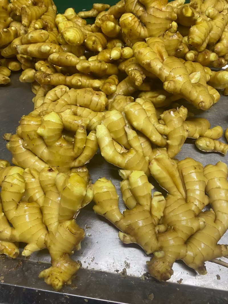 山东精品生姜大量出窖水洗加工规格齐全欢迎咨询姜厂