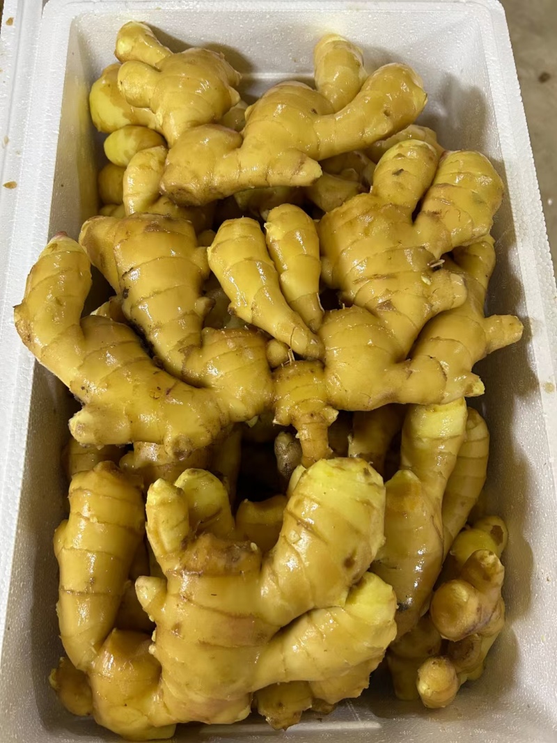 山东精品生姜大量出窖水洗加工规格齐全欢迎咨询姜厂