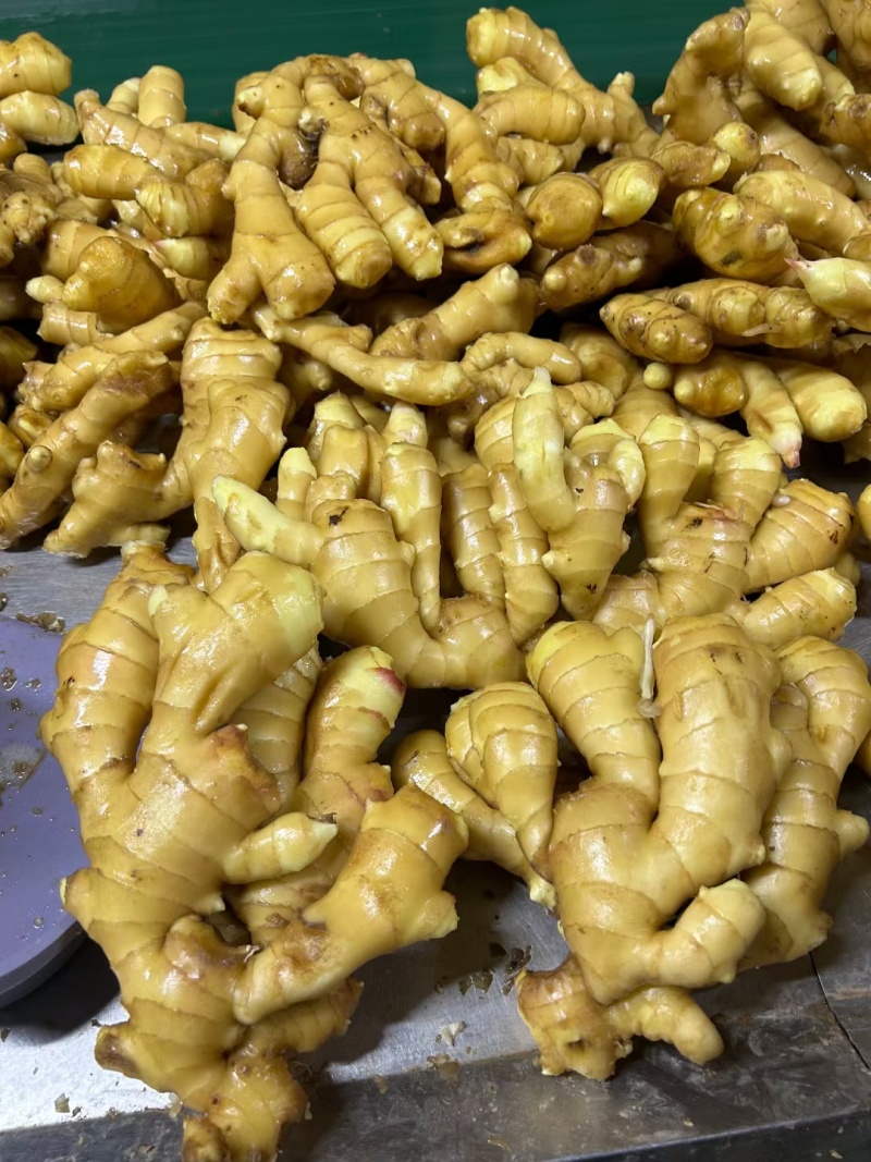 山东精品生姜大量出窖水洗加工规格齐全欢迎咨询姜厂
