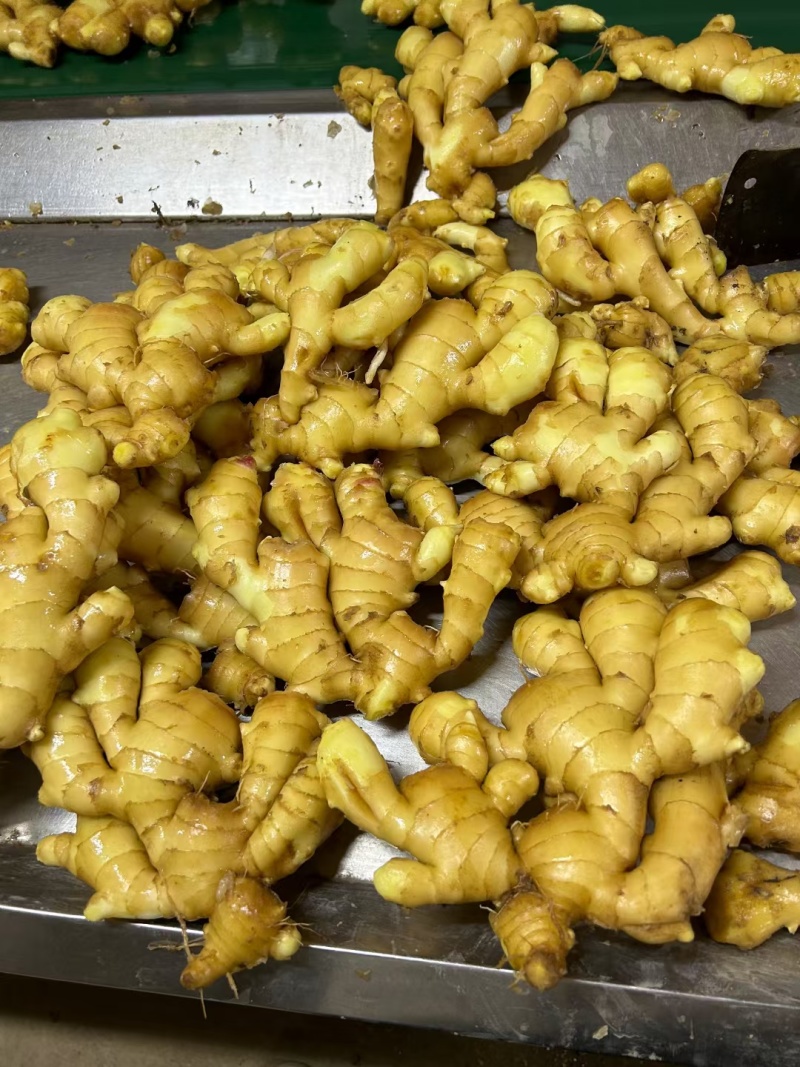 山东精品生姜大量出窖水洗加工规格齐全欢迎咨询姜厂