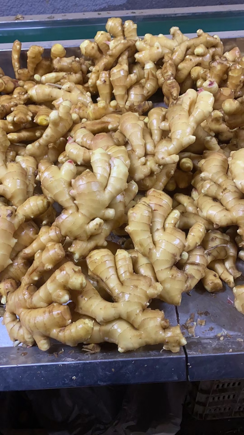 山东精品生姜大量出窖水洗加工规格齐全欢迎咨询姜厂