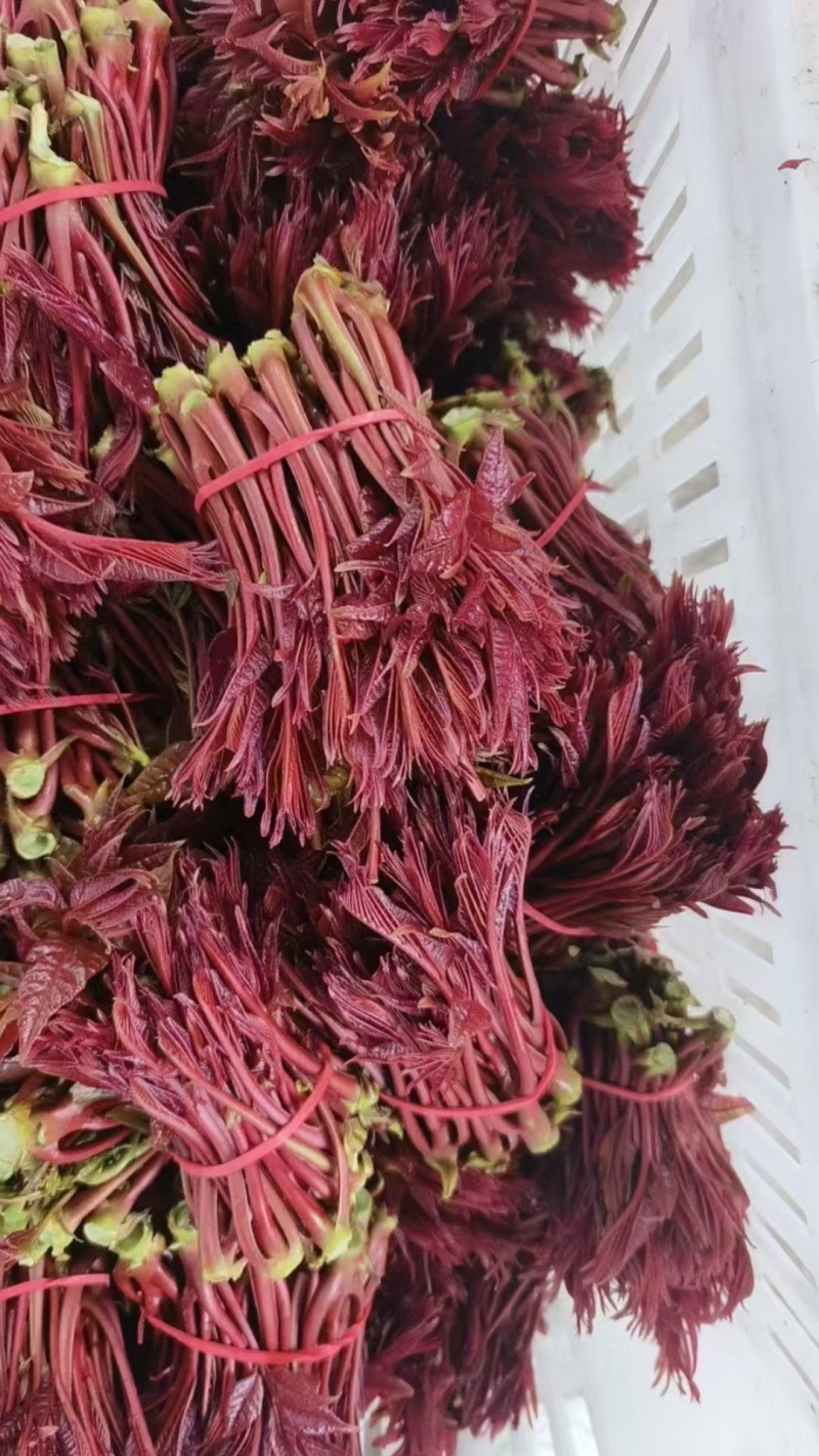 香椿芽