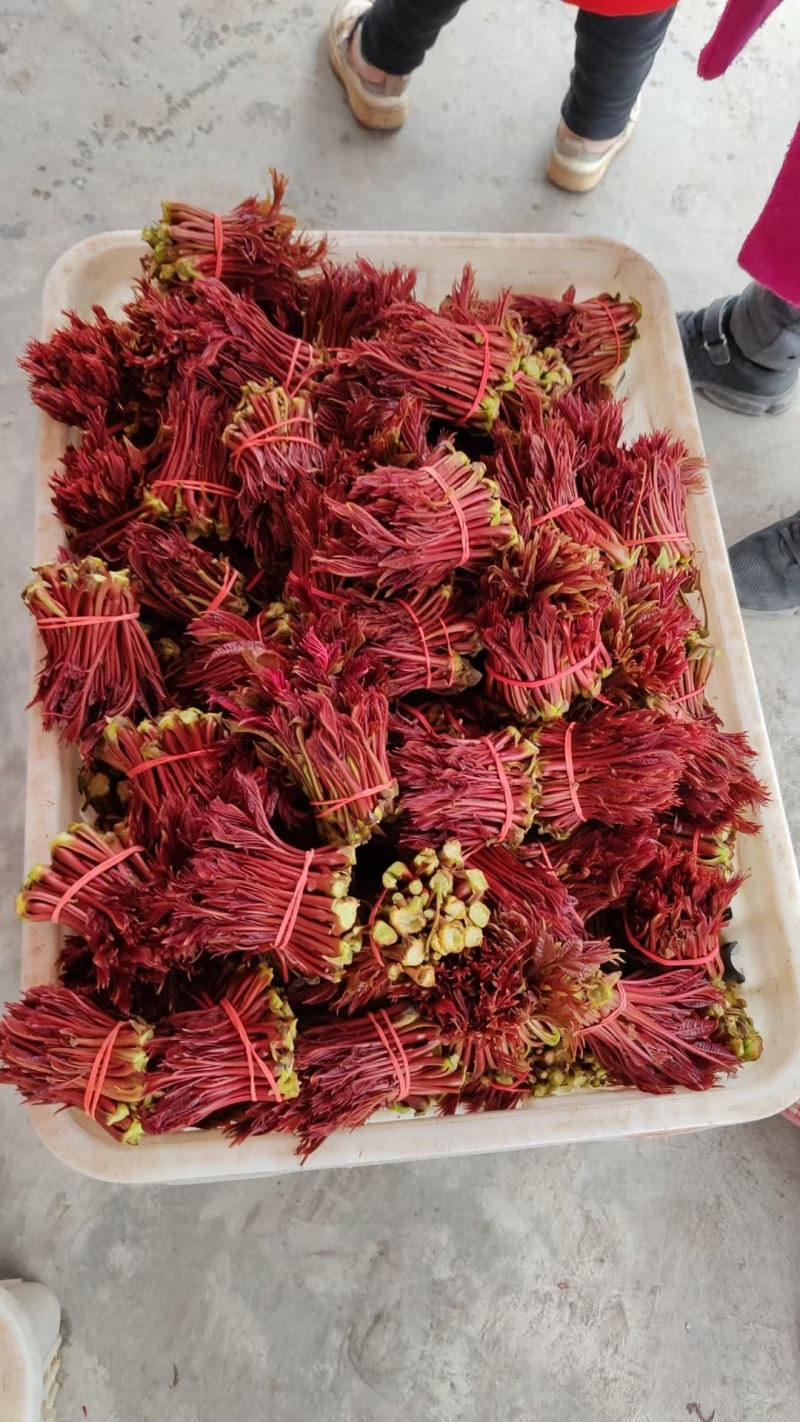 香椿芽