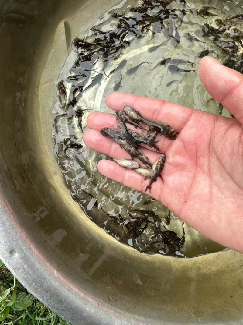 【精选】优质黄骨鱼苗，渔场直发，保存活技术指导