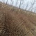 黄杜鹃苗映山红基地批发