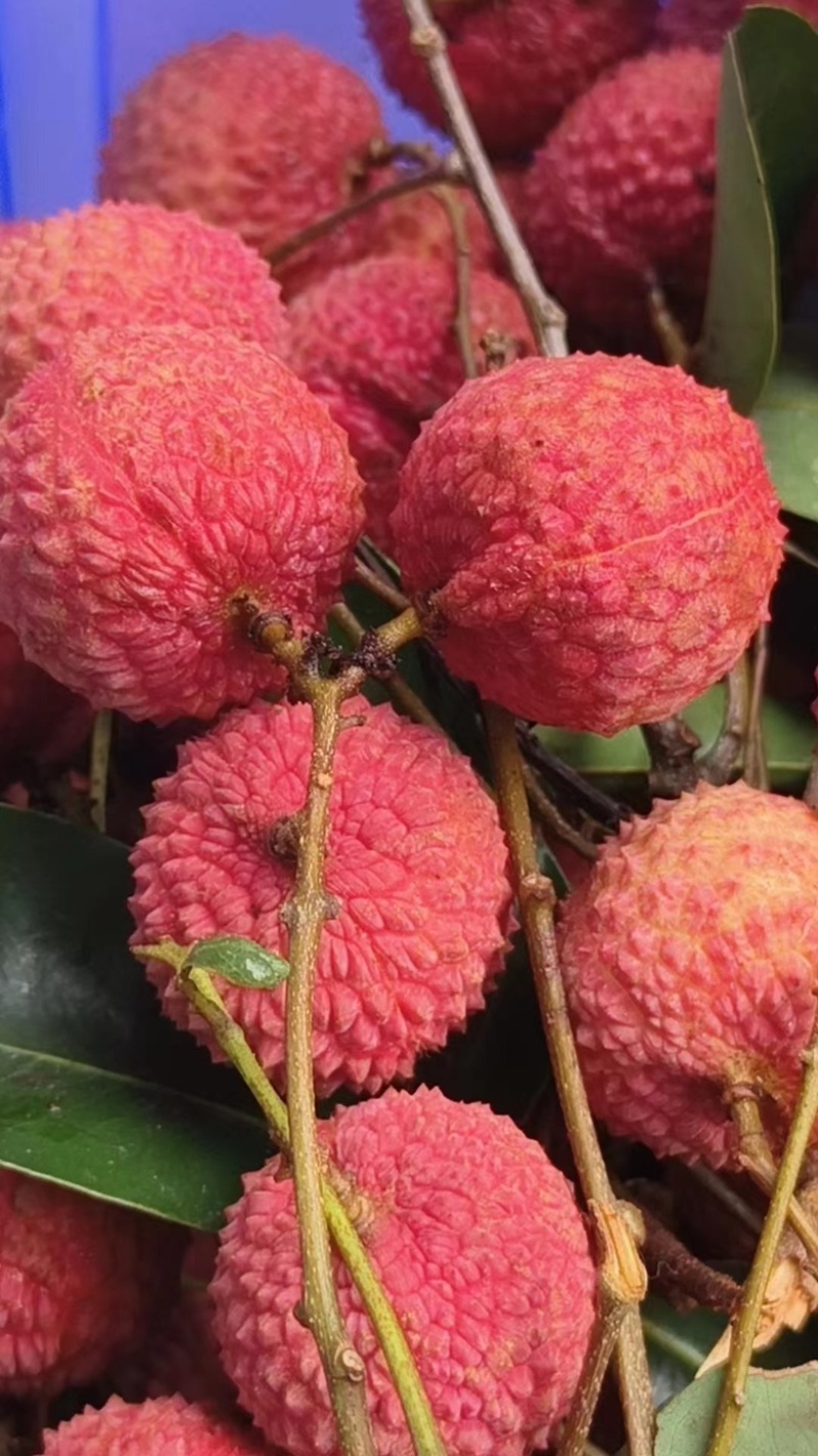 广东正宗高州桂味荔枝