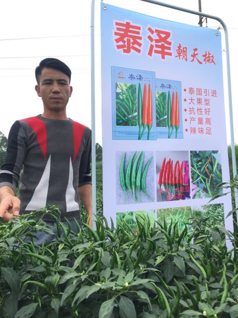 泰泽朝天椒大果型耐高温香辣劲强耐储运
