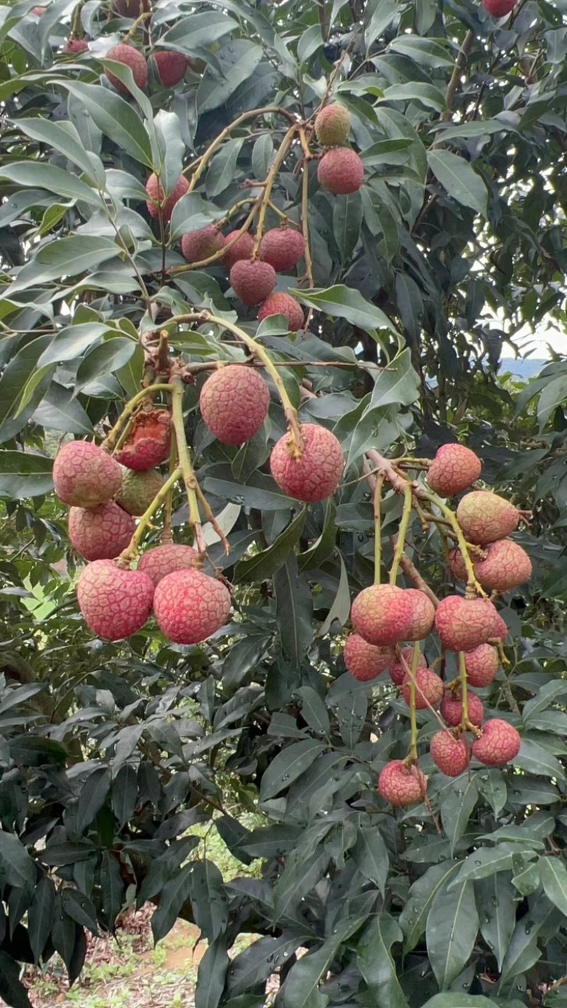 黑叶荔枝