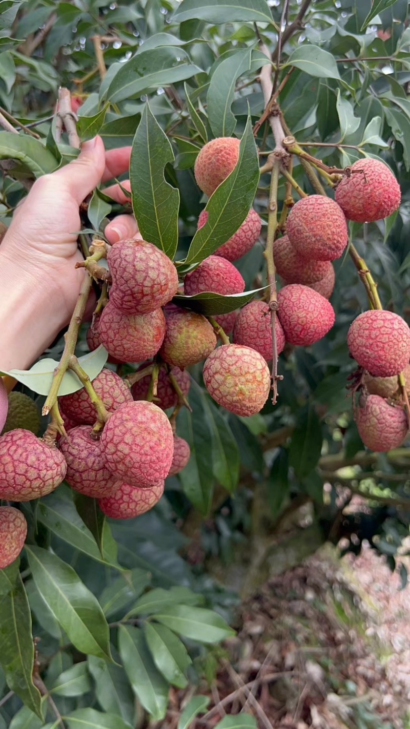 黑叶荔枝