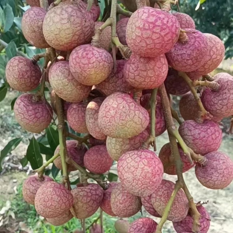 黑叶荔枝