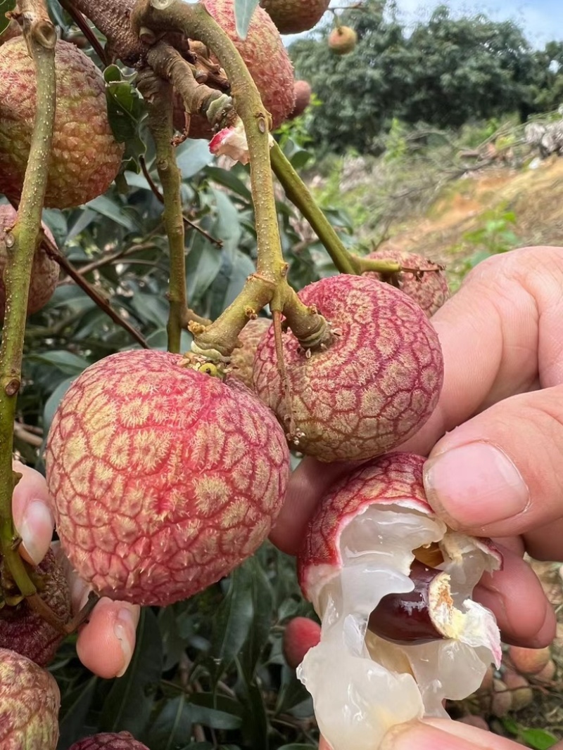 黑叶荔枝
