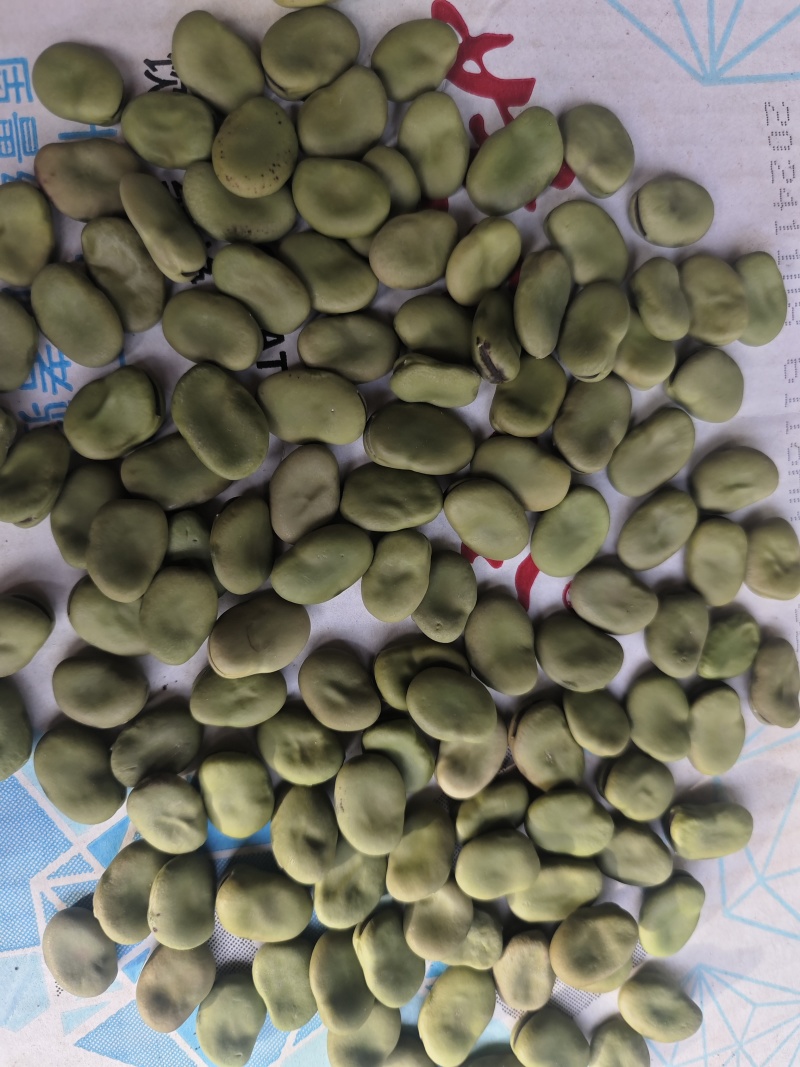 河南蚕豆，江苏蚕豆，青皮蚕豆干蚕豆，翠绿蚕豆牙菜