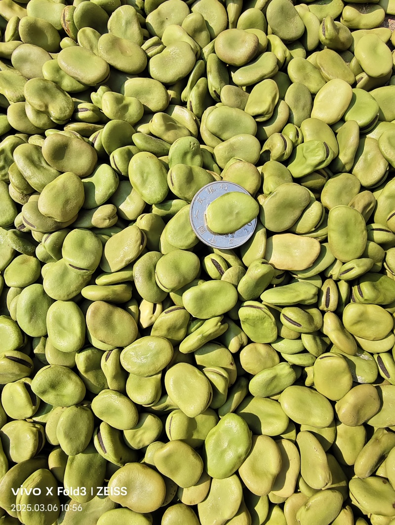 河南蚕豆，江苏蚕豆，青皮蚕豆干蚕豆，翠绿蚕豆牙菜