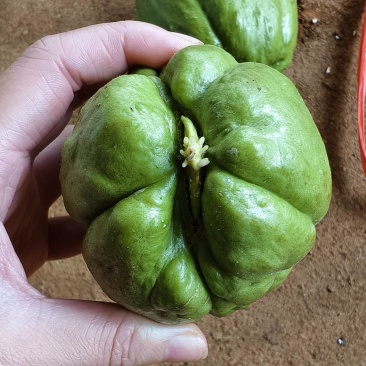 广东徐闻（佛手瓜），芽瓜，大量上市中，欢迎各位老板前来采