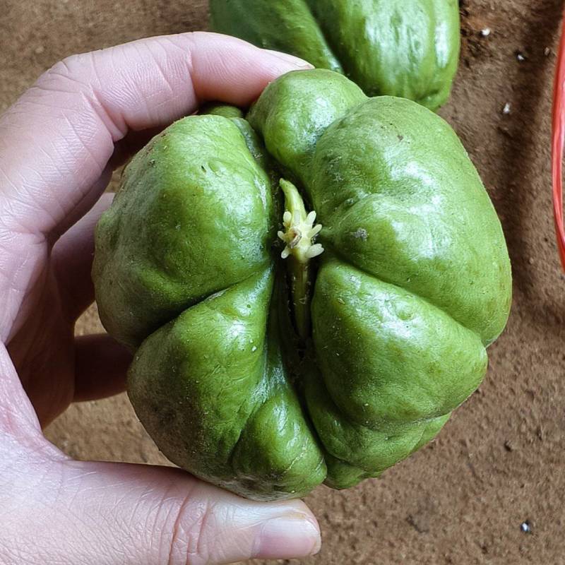 广东徐闻（佛手瓜），芽瓜，大量上市中，欢迎各位老板前来采