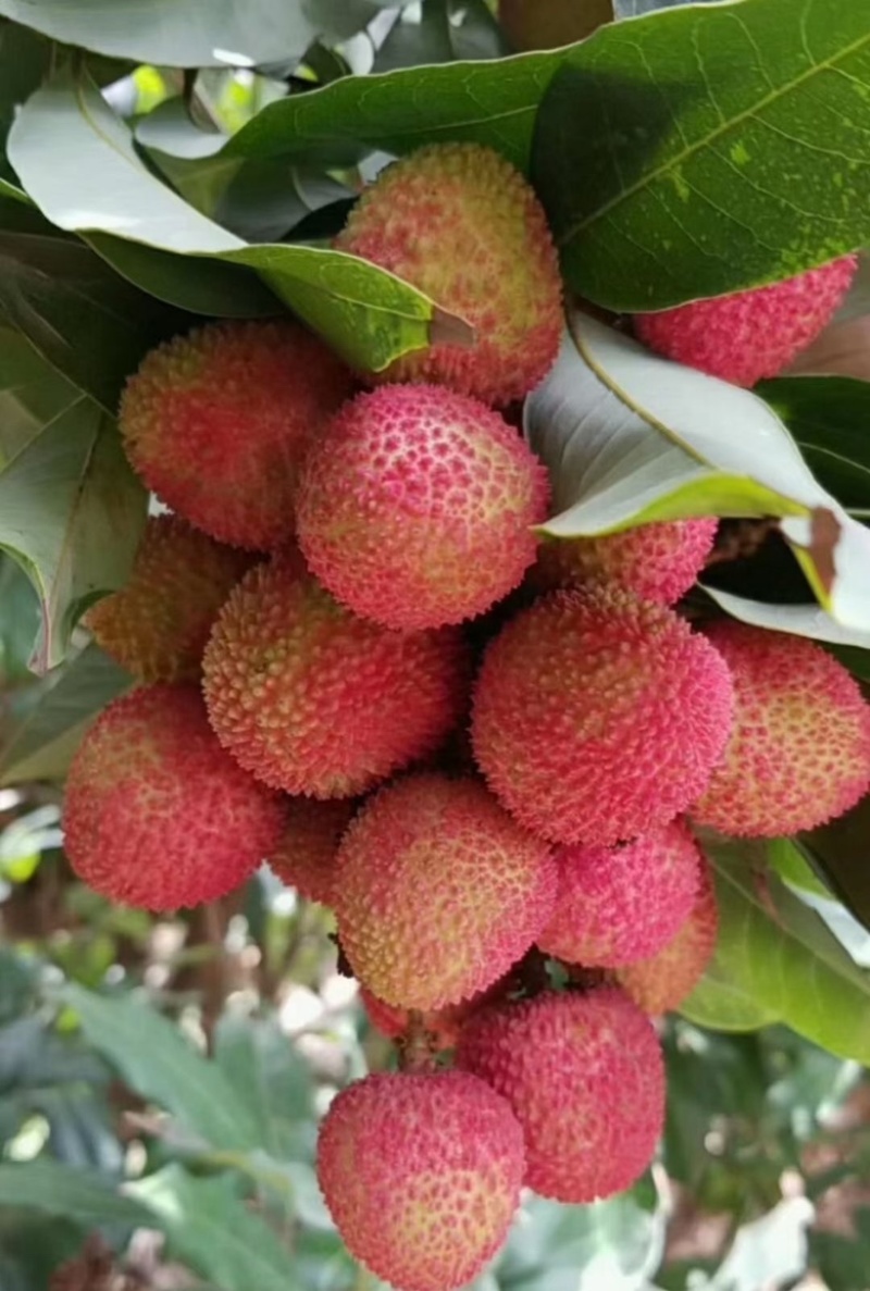 妃子笑荔枝