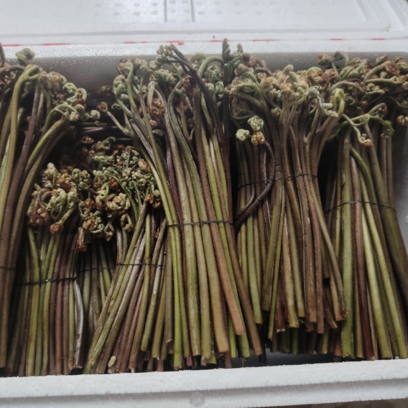 野生蕨菜重庆