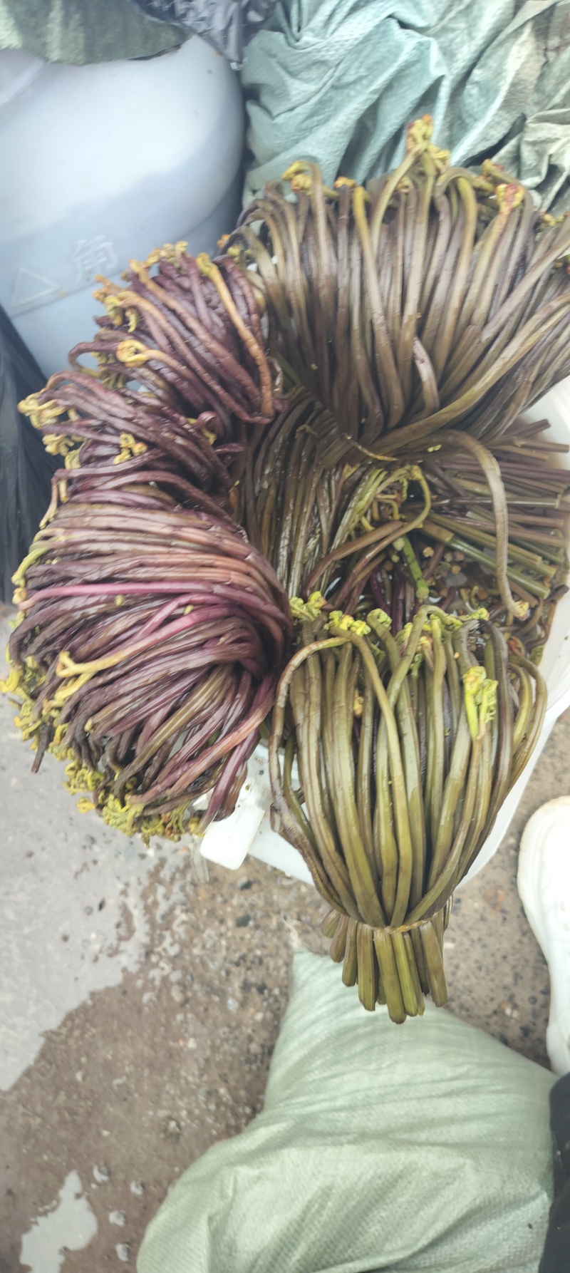 蕨菜