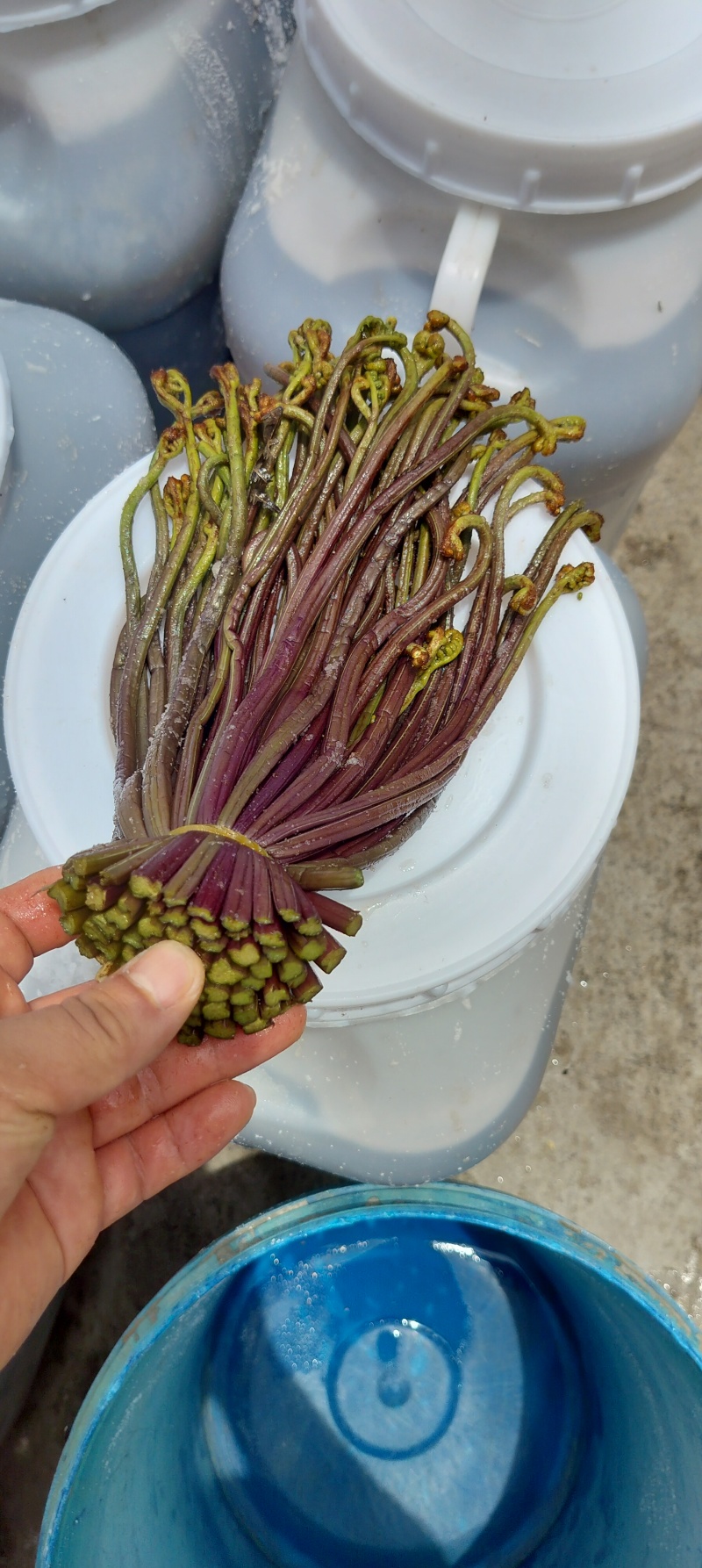 蕨菜