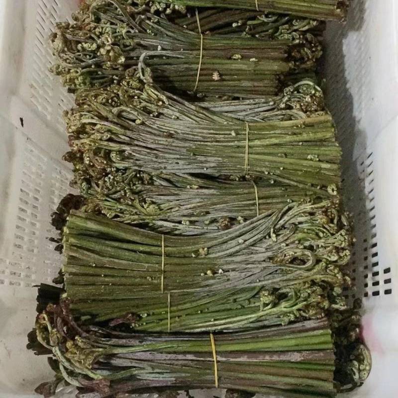 蕨菜