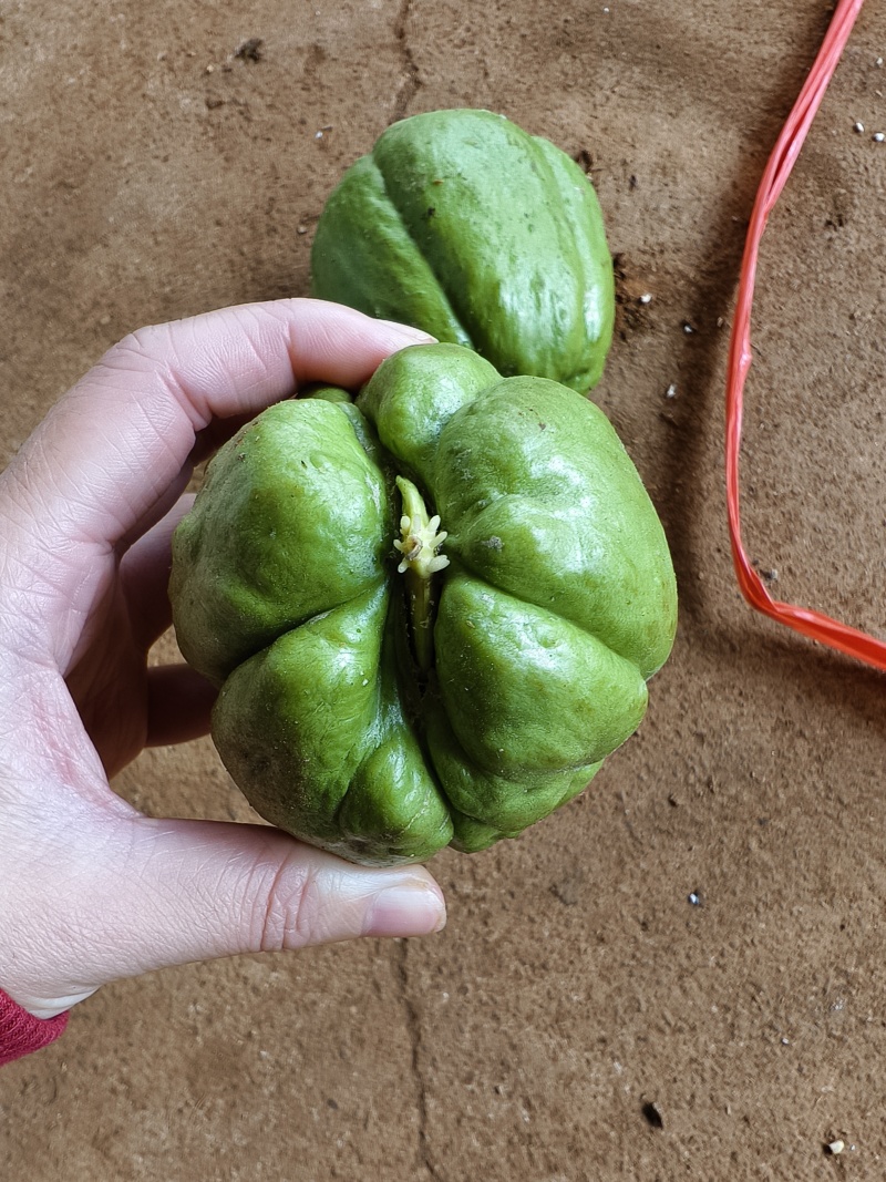 广东徐闻（佛手瓜），芽瓜，大量上市中，欢迎各位老板前来采