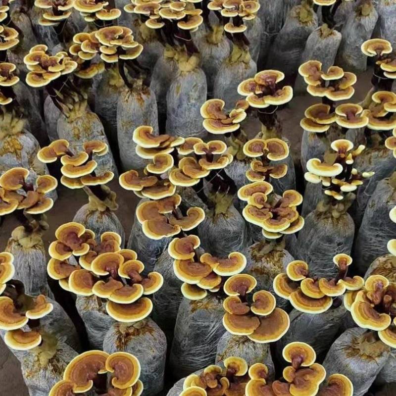 灵芝花观赏灵芝盆景产地直发批发零售量大从优