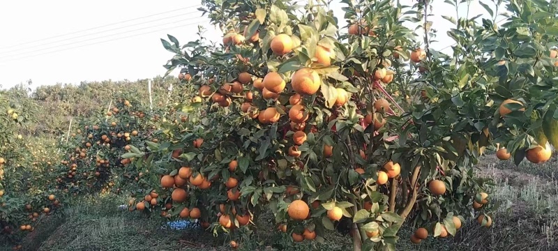 300亩无核沃柑基地转让，设施齐全，接手可管，挂果第三年