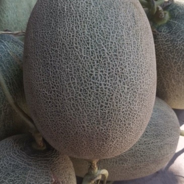 哈密瓜