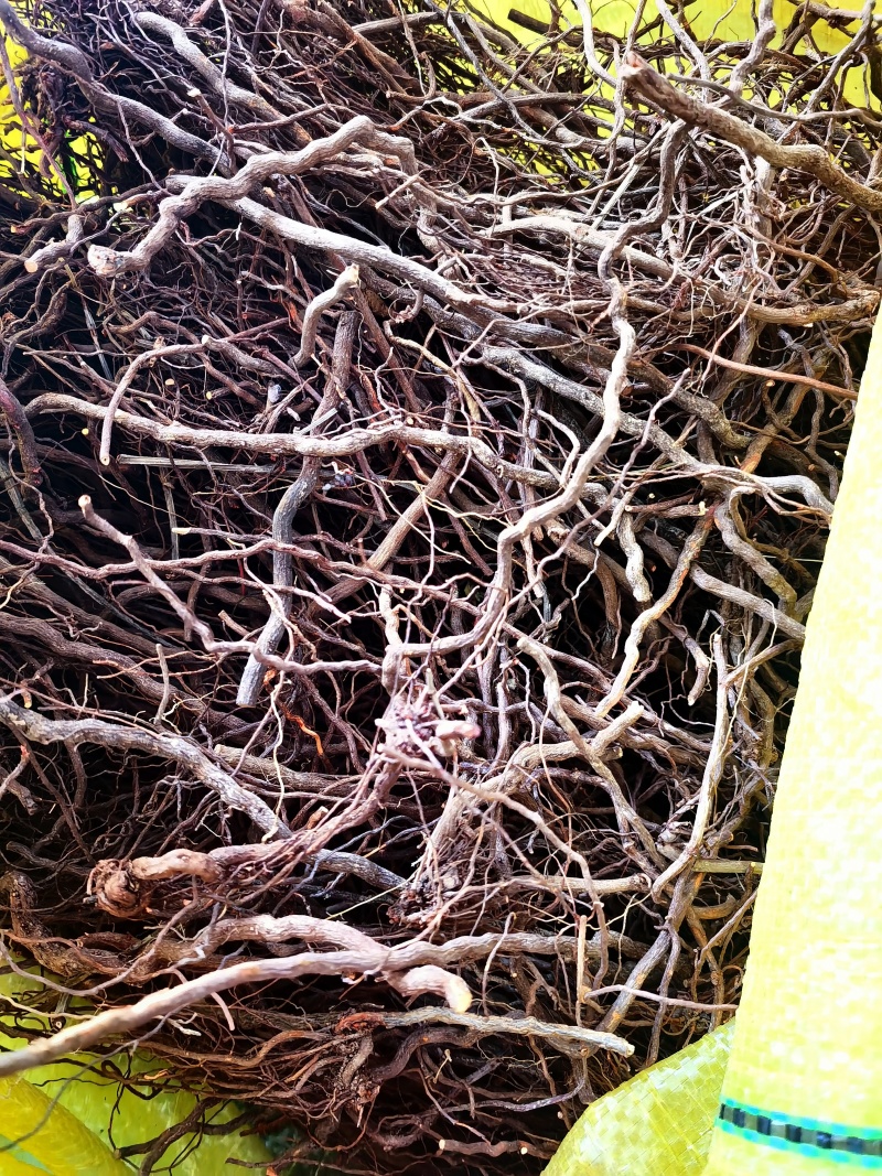 优质野生茜草产地直发血见愁多年生水洗无青苗新货无硫