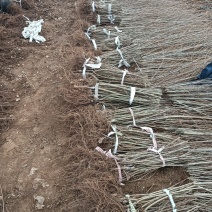 嫁接金叶榆金叶榆繁育基地