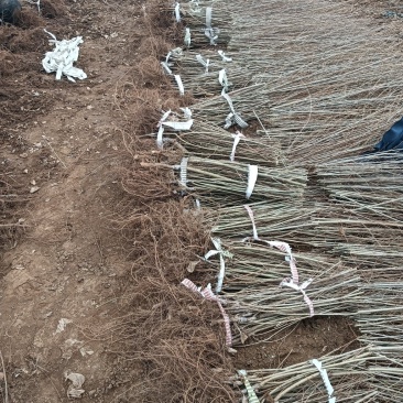 嫁接金叶榆金叶榆繁育基地
