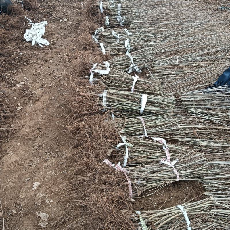 嫁接金叶榆金叶榆繁育基地