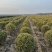 基地大量出售80-150厘米金边黄杨球