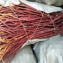 《精品灵芝草》鹿角灵芝产地直发