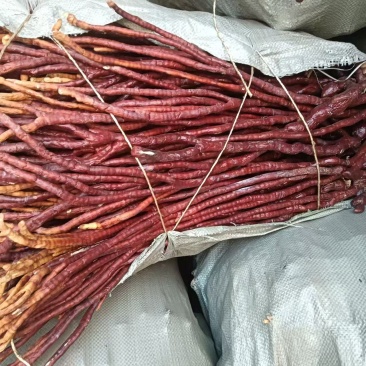 《精品灵芝草》鹿角灵芝产地直发