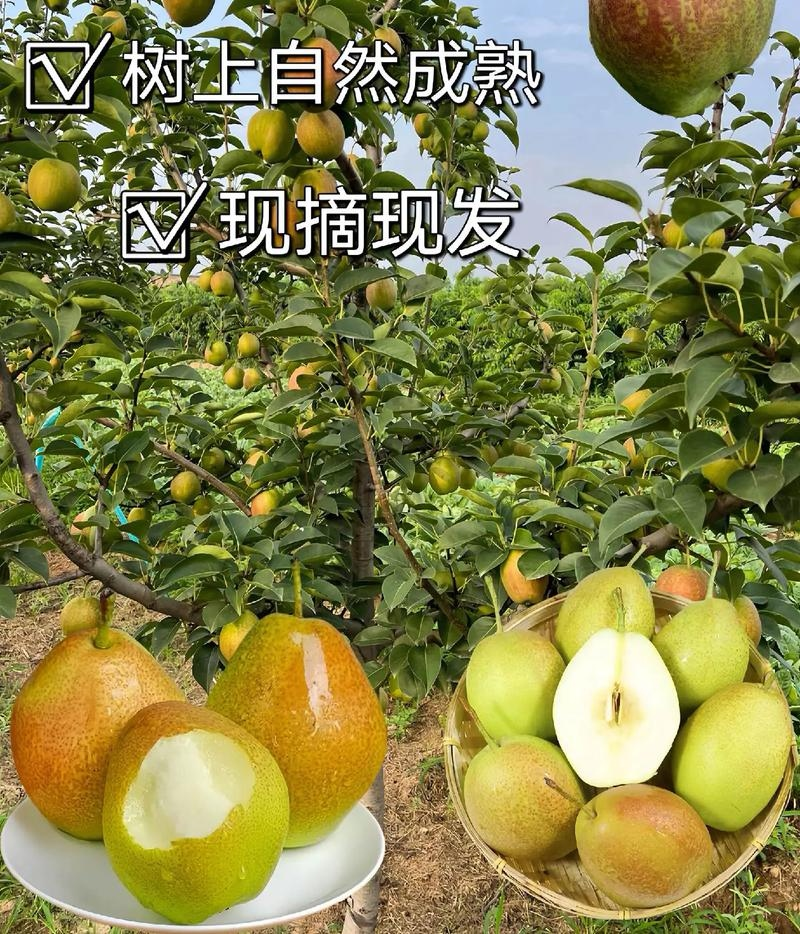 《红香酥梨》陕西酥梨/现货供应/箱装筐装/全国发货一条龙