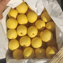 东北辽宁绥中县家乡主产大白梨，大集货，电商货，市场货，