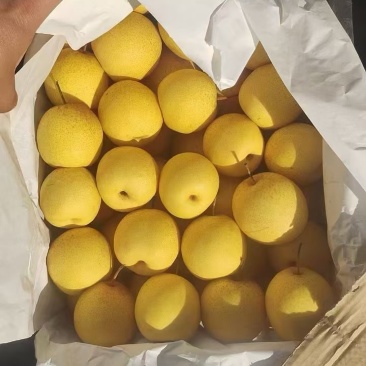 东北辽宁绥中县家乡主产大白梨，大集货，电商货，市场货，