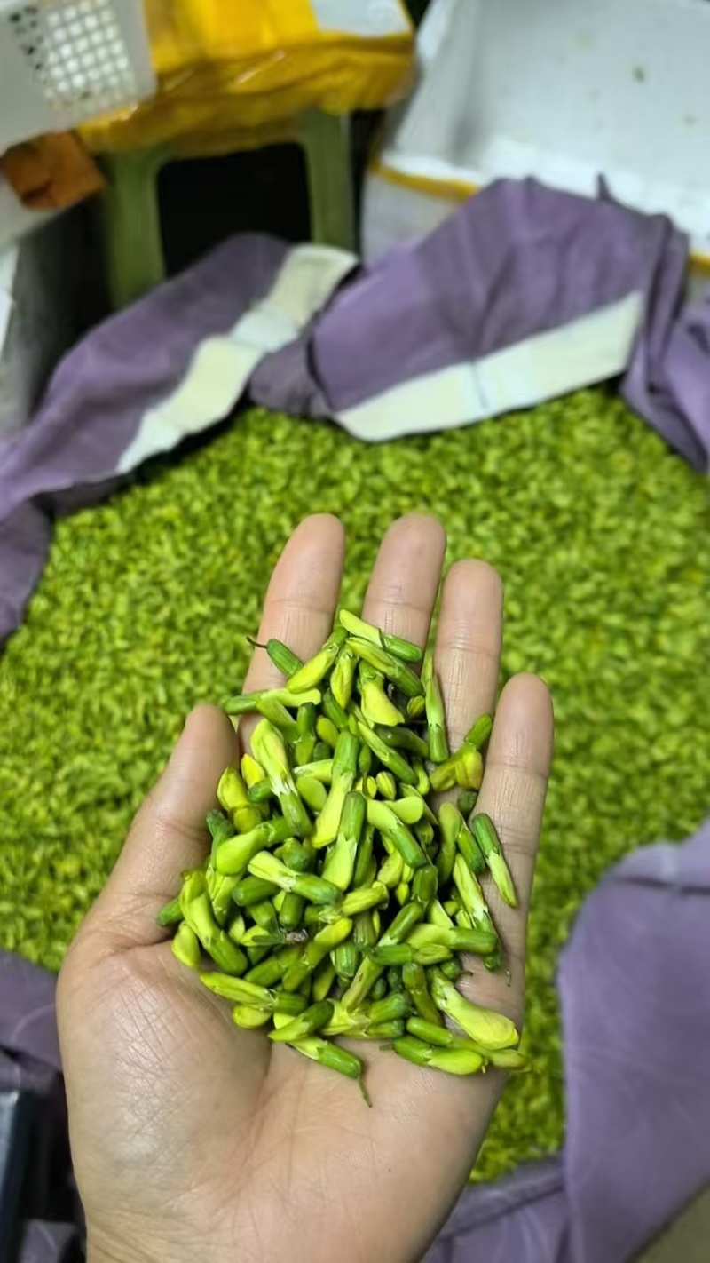 金雀花