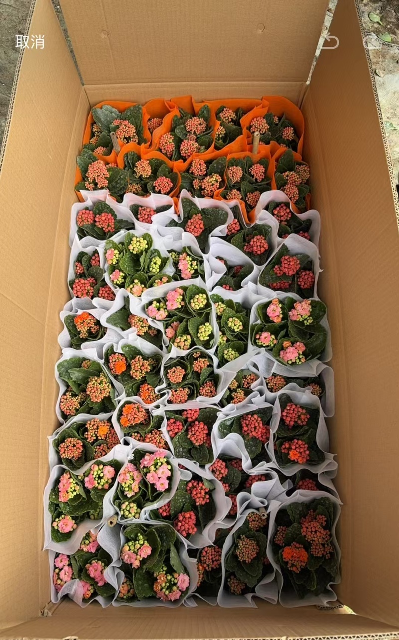 长寿花重瓣各种颜色。宫灯长寿花红色