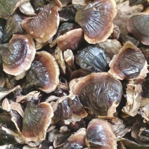 精选小金边黑灵芝香味浓郁煲汤泡酒灵芝嫩芽