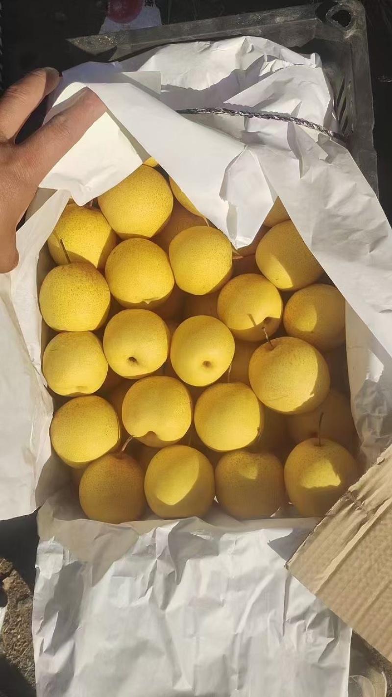 东北辽宁绥中县家乡主产大白梨，大集货，电商货，市场货，