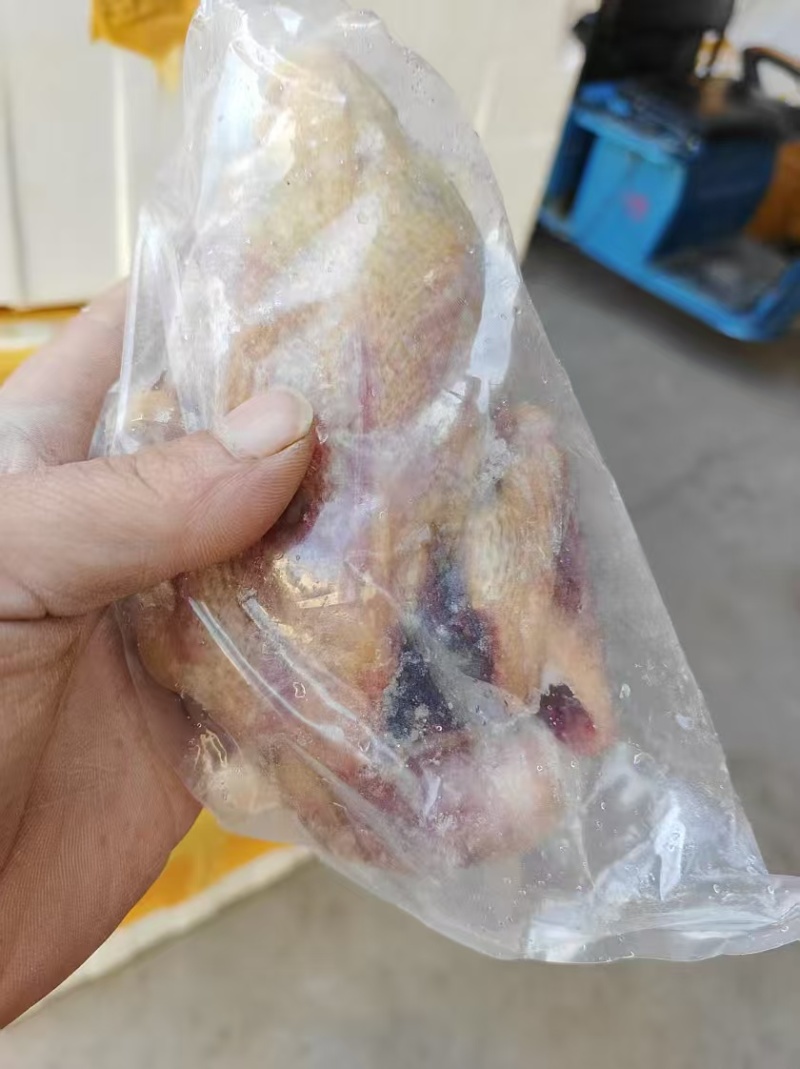 鸽子