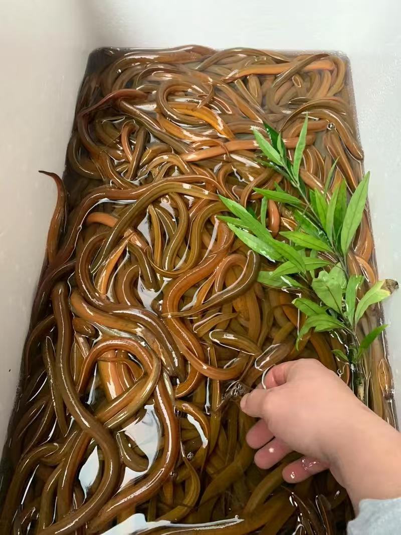 黄鳝苗苗场直发可送货上门对接养殖大户提供技术指导