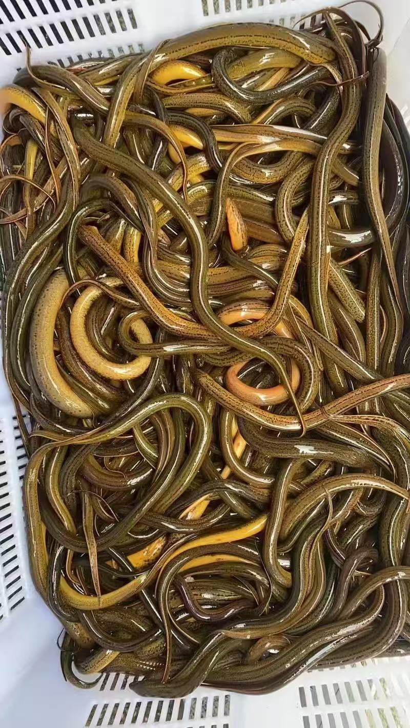 黄鳝苗苗场直发可送货上门对接养殖大户提供技术指导