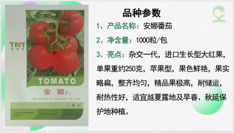 【安娜番茄】杂交一代进口大红果耐热苹果型耐储运