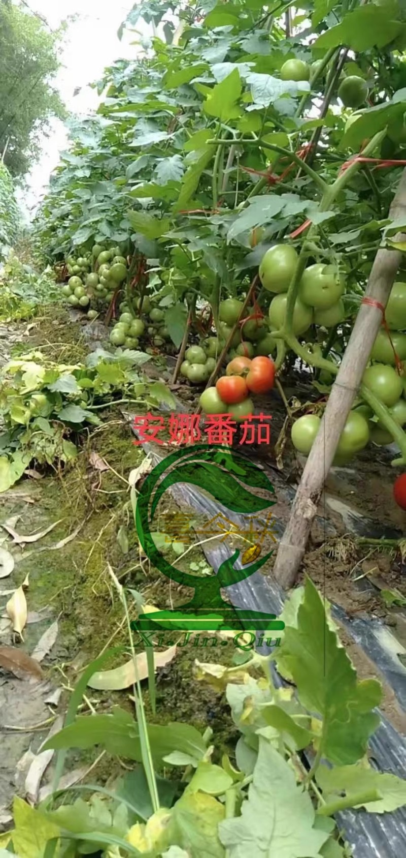 【安娜番茄】杂交一代进口大红果耐热苹果型耐储运